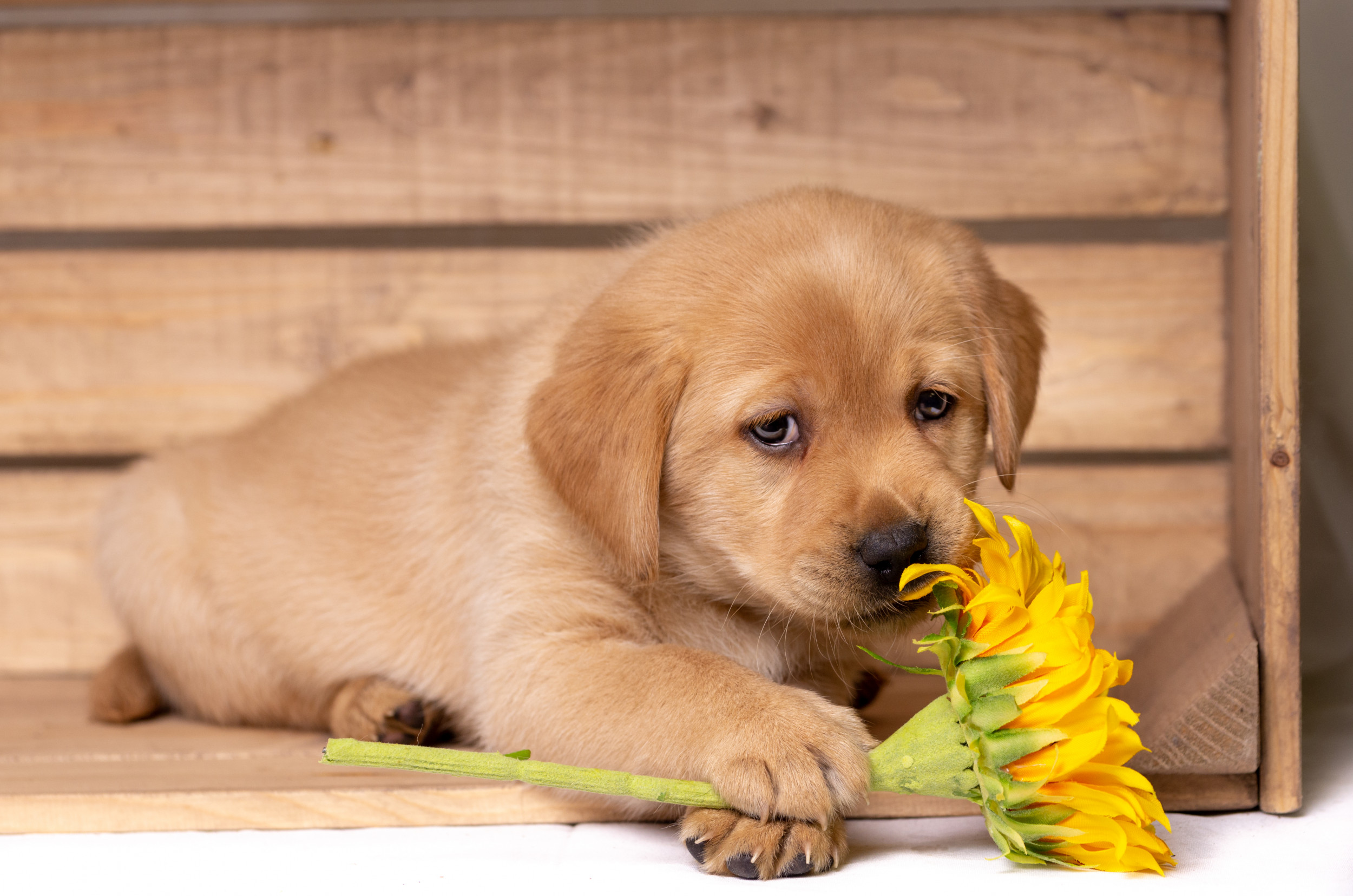 Cavalier King Charles Spaniel Puppies: Care Tips